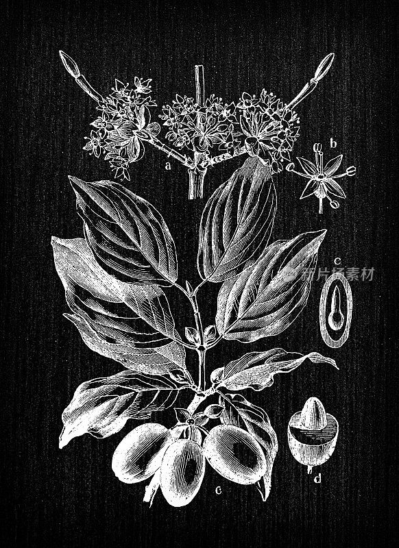 植物学植物仿古雕刻插画:Cornus mas(山茱萸、欧洲山茱萸或山茱萸)